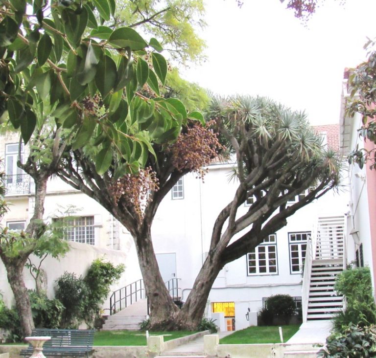 foto giardino IIC